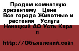 Продам комнатную хризантему › Цена ­ 250 - Все города Животные и растения » Услуги   . Ненецкий АО,Усть-Кара п.